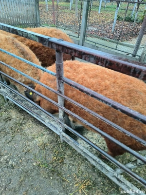 vand porci mangalita pt sacrificat 