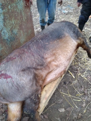 Porci pentru sărbători  - imagine 2