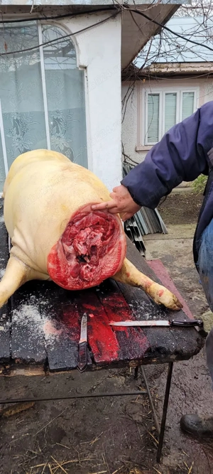 Porci pentru sărbători  - imagine 4