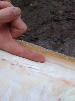 Porci pentru sărbători  - imagine 5