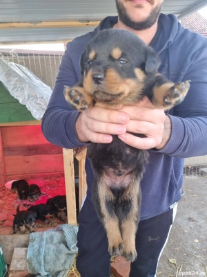 Rottweileri in varsta de o lună - imagine 2