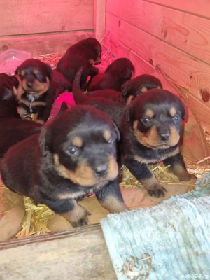 Rottweileri in varsta de o lună