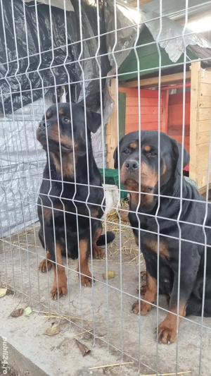 Vand puiuți rasa Rottweiler  - imagine 3