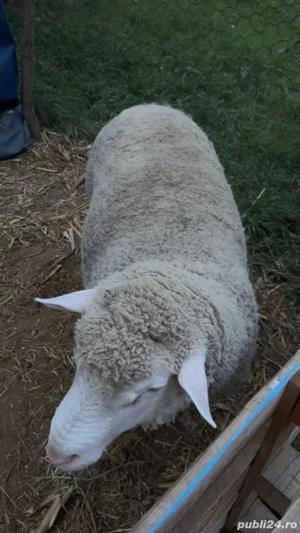 de  vanzare  - imagine 2