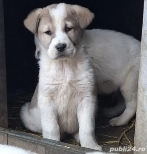 vand căței de Asia Centrala 