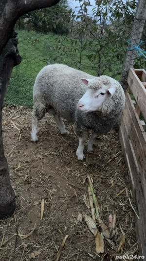 de  vanzare  - imagine 3