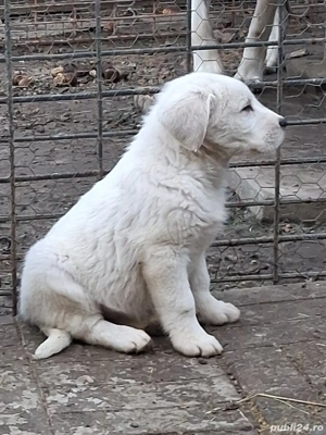 vand căței de Asia Centrala  - imagine 4