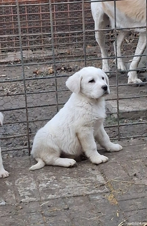 vand căței de Asia Centrala  - imagine 5