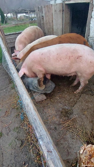 porci de vanzare - imagine 4