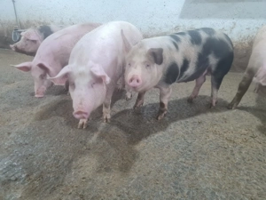 Porci de carne crescuți bio, 16 lei kg   livrăm la domiciliu!