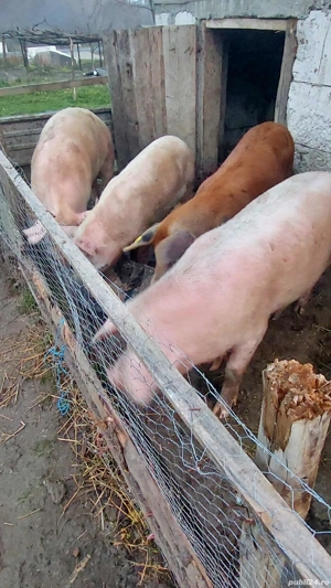 porci de vanzare - imagine 2