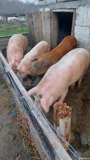 porci de vanzare - imagine 5