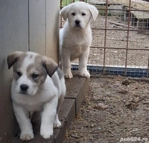 vand căței de Asia Centrala  - imagine 3