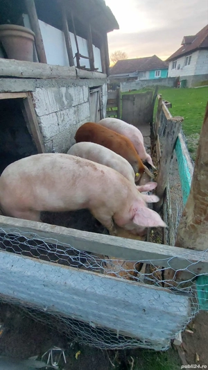 porci de vanzare - imagine 3