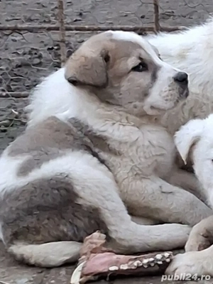 vand căței de Asia Centrala  - imagine 2