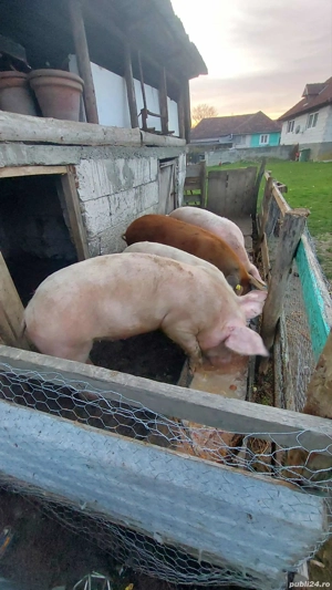 porci de vanzare