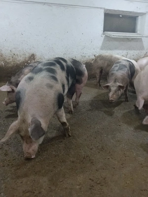 Porci de carne crescuți bio, 16 lei kg   livrăm la domiciliu! - imagine 3