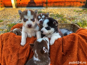 Puiutii de husky își cauta stăpân