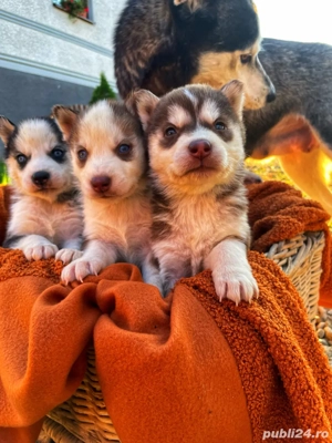 Puiutii de husky își cauta stăpân - imagine 3