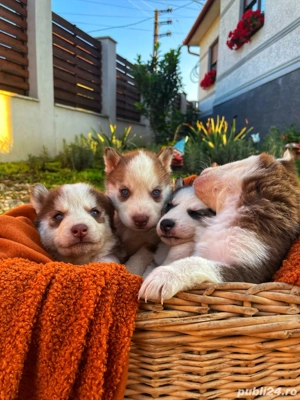 Puiutii de husky își cauta stăpân - imagine 2