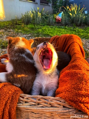 Puiutii de husky își cauta stăpân - imagine 5