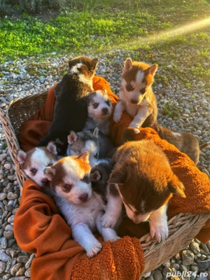 Puiutii de husky își cauta stăpân - imagine 4