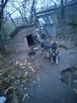 Căței caucazian frumoși 