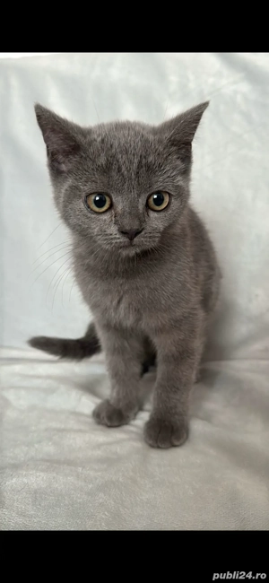 Pisici british shorthair