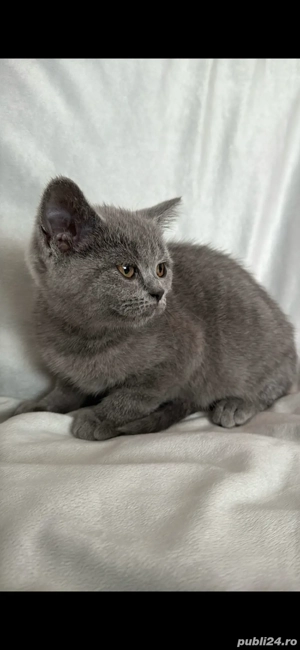 Pisici british shorthair - imagine 3