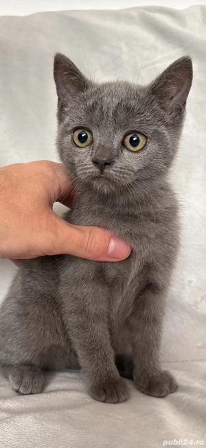 Pisici british shorthair - imagine 4