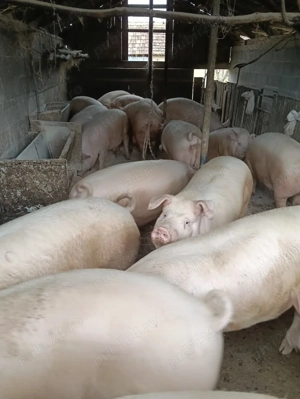 Vând porc pentru sacrificat!!!