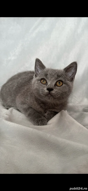 Pisici british shorthair - imagine 2