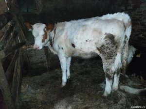 vând vitele - imagine 5