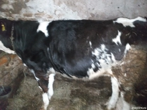 vând vitele - imagine 4