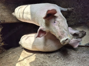 vand porci marele alb  - imagine 2