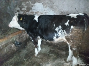 vând vitele - imagine 2