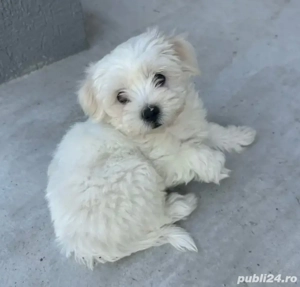 Vand bishon 2 luni baietel rasa pura 