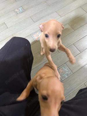 Piccolo Levriero Italiano - imagine 4