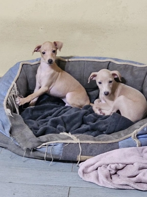 Piccolo Levriero Italiano