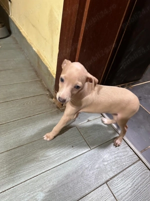 Piccolo Levriero Italiano - imagine 2