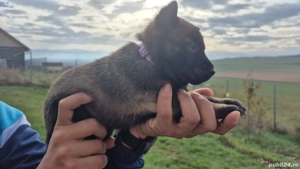 Ciobănesc Belgian Malinois Femela Pedigree 