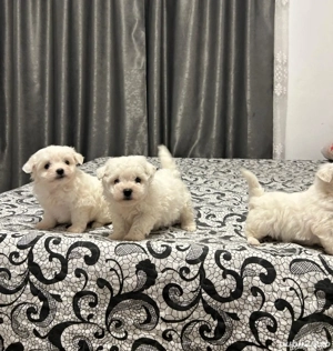 Vând căței Bichon Maltez