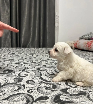 Vând căței Bichon - imagine 2