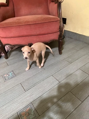 Piccolo Levriero Italiano - imagine 3