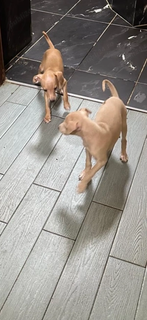 Piccolo Levriero Italiano - imagine 5