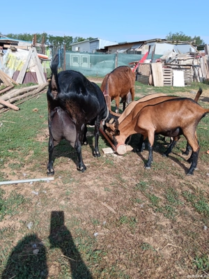 capre de vanzare  - imagine 3