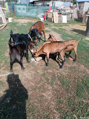 capre de vanzare  - imagine 5