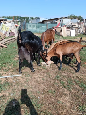 capre de vanzare  - imagine 2