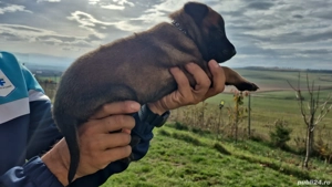 Ciobănesc Belgian Malinois mascul Pedigree 