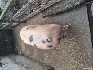 Vand 1 porc!!!       - imagine 4